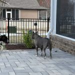 Capital Animal Hospital