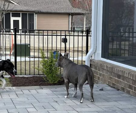 Capital Animal Hospital