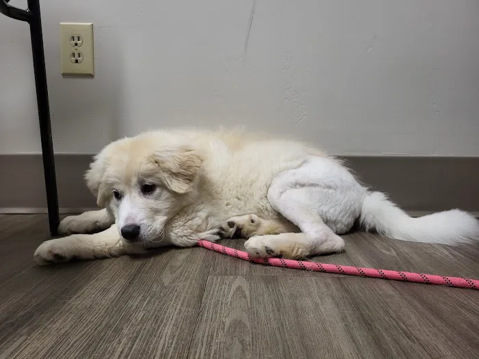 Capital Animal Hospital Picture 3