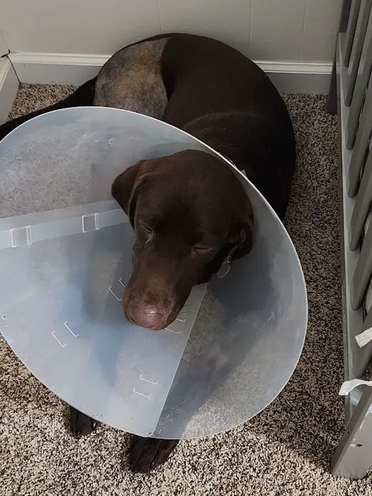 Capital Animal Hospital Picture 4