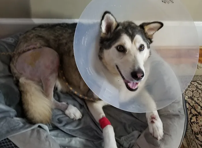 Capital Animal Hospital Picture 10