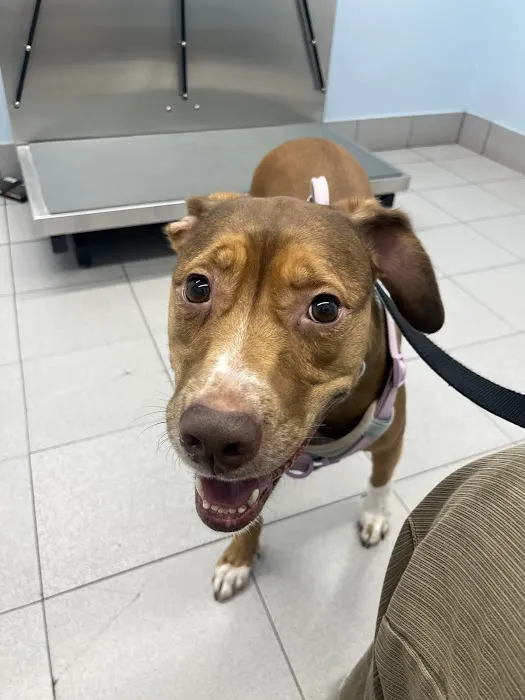 Shandon-Wood Animal Clinic Picture 1