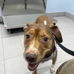 Shandon-Wood Animal Clinic