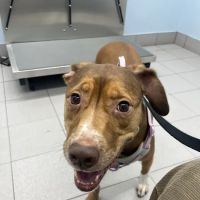 Shandon-Wood Animal Clinic ico