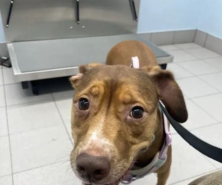 Shandon-Wood Animal Clinic