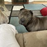 Garners Ferry Animal Hospital