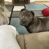 Garners Ferry Animal Hospital ico