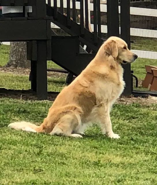 ZenPets Integrative Veterinary Care Picture 1