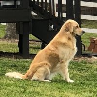 ZenPets Integrative Veterinary Care ico