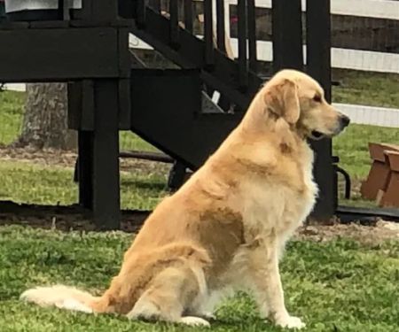 ZenPets Integrative Veterinary Care