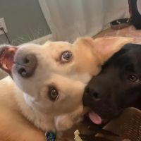 Rosewood Drive Animal Clinic ico