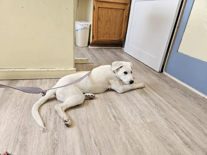 Rosewood Drive Animal Clinic Picture 6
