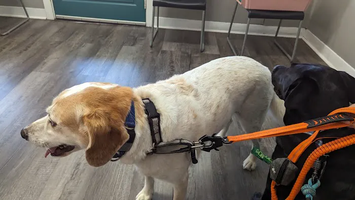 Five Points Animal Clinic Picture 8