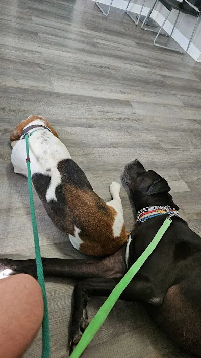Five Points Animal Clinic Picture 1