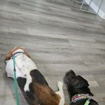 Five Points Animal Clinic
