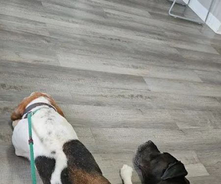Five Points Animal Clinic