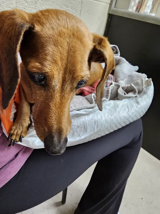 Mill Creek Veterinary Hospital Picture 6