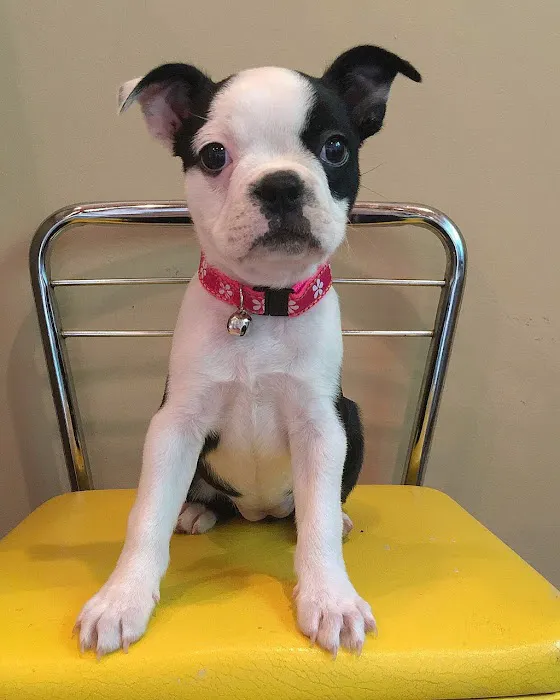 Mill Creek Veterinary Hospital Picture 5
