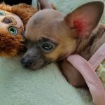 Mill Creek Veterinary Hospital