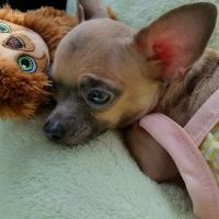 Mill Creek Veterinary Hospital ico