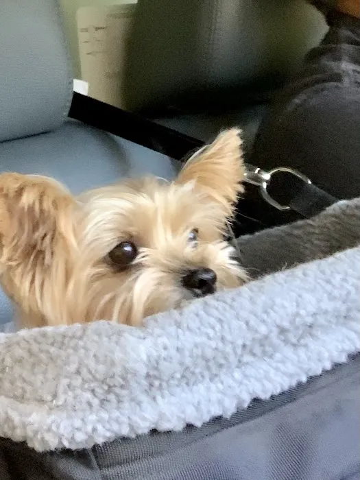 Lagniappe Animal Hospital Picture 1