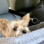 Lagniappe Animal Hospital