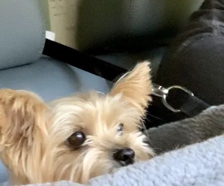 Lagniappe Animal Hospital