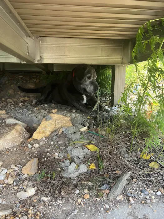 Mountain Mobile Veterinary Picture 4