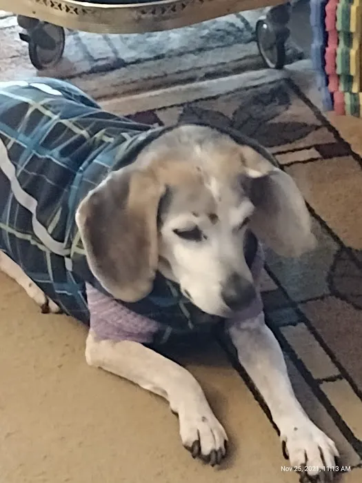 Mountain Mobile Veterinary Picture 1