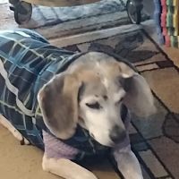 Mountain Mobile Veterinary ico