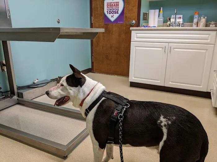 Lake Chatuge Animal Hospital Picture 7