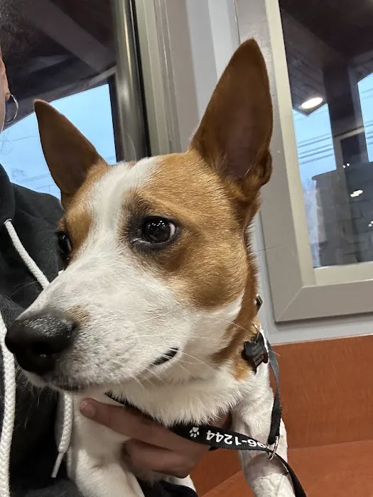 Lake Chatuge Animal Hospital Picture 10