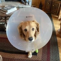 Lake Chatuge Animal Hospital ico