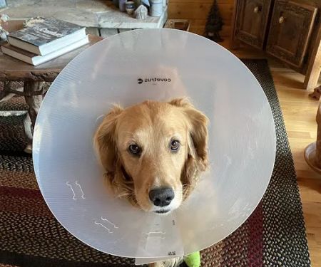 Lake Chatuge Animal Hospital
