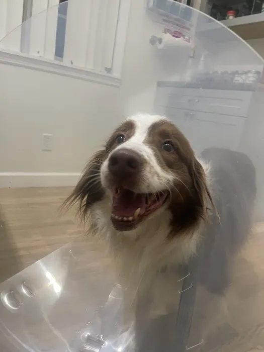 Big Bear Veterinary Clinic Picture 1