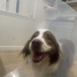 Big Bear Veterinary Clinic