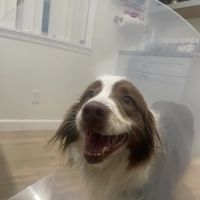 Big Bear Veterinary Clinic ico