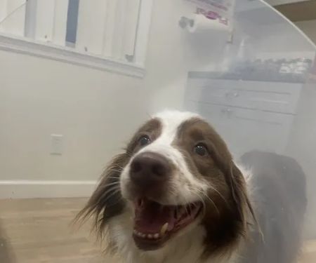 Big Bear Veterinary Clinic