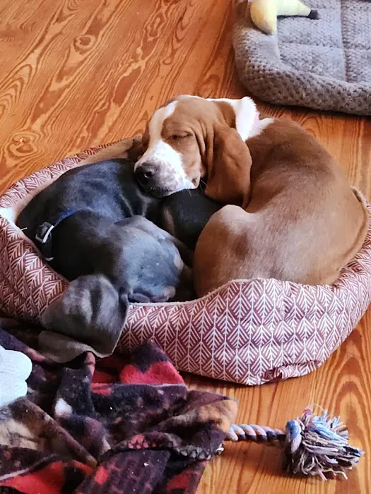 Big Bear Veterinary Clinic Picture 5