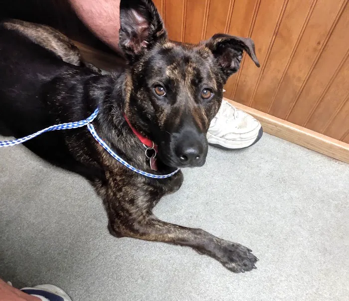 Rocky Point Animal Hospital Picture 8