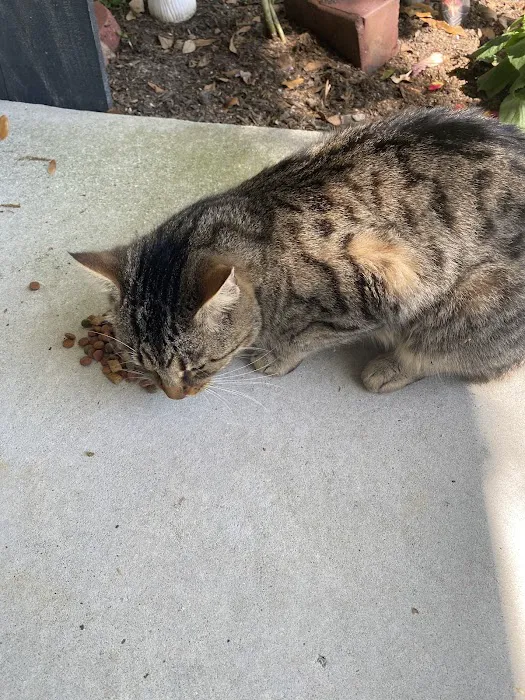 Cape Fear Spay/Neuter Clinic Picture 4