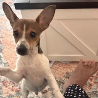 Cape Fear Spay/Neuter Clinic ico