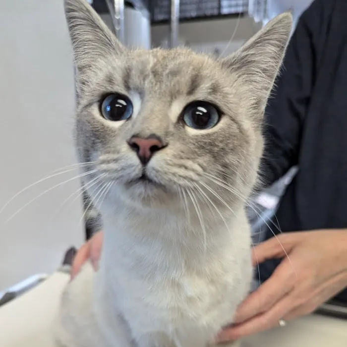 Cape Fear Spay/Neuter Clinic Picture 9