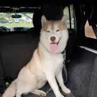 Topsail Animal Hospital ico