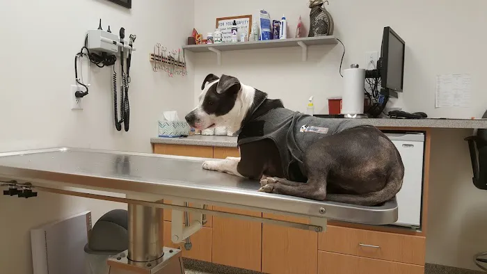 Hampstead Animal Hospital Picture 7