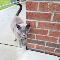 Hampstead Animal Hospital ico