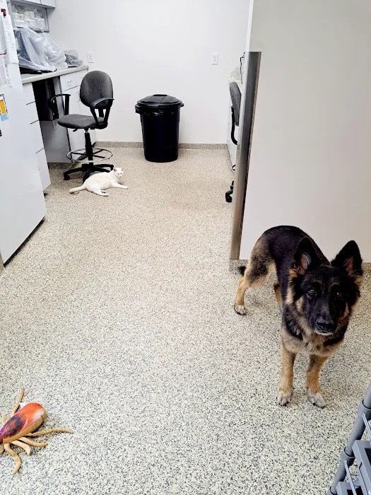 Hampstead Animal Hospital Picture 3