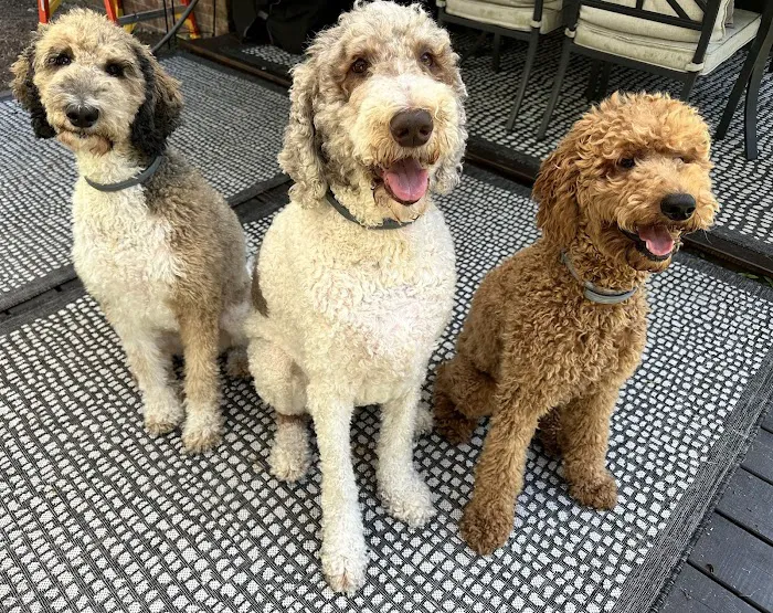 Pet Health of Hampstead Picture 5