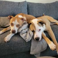 Pet Health of Hampstead ico