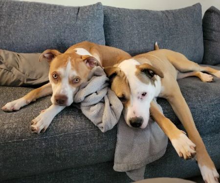 Pet Health of Hampstead